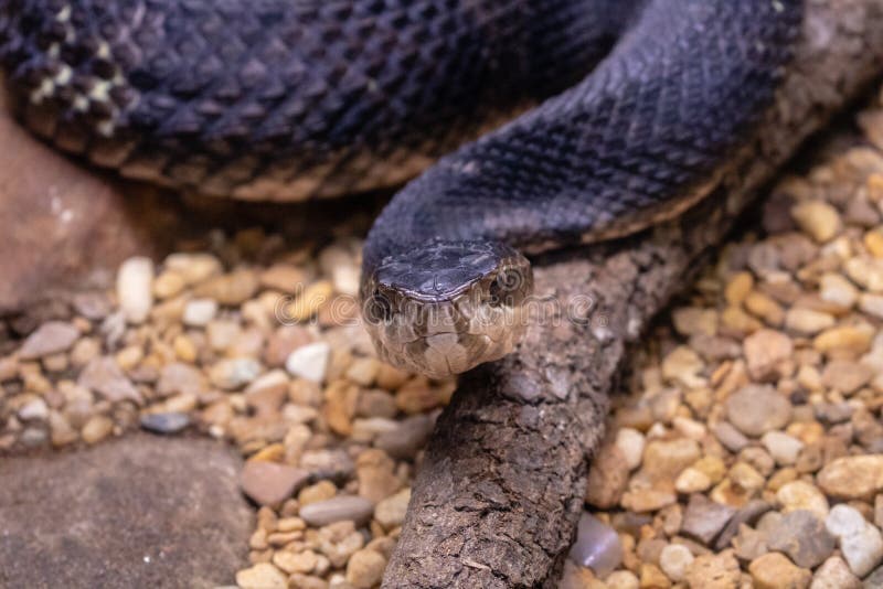 Copperhead stock image. Image of wild, snake, face, copperhead 134790247