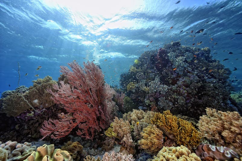 A Picture of the Coral Reef Stock Image - Image of small, colours ...