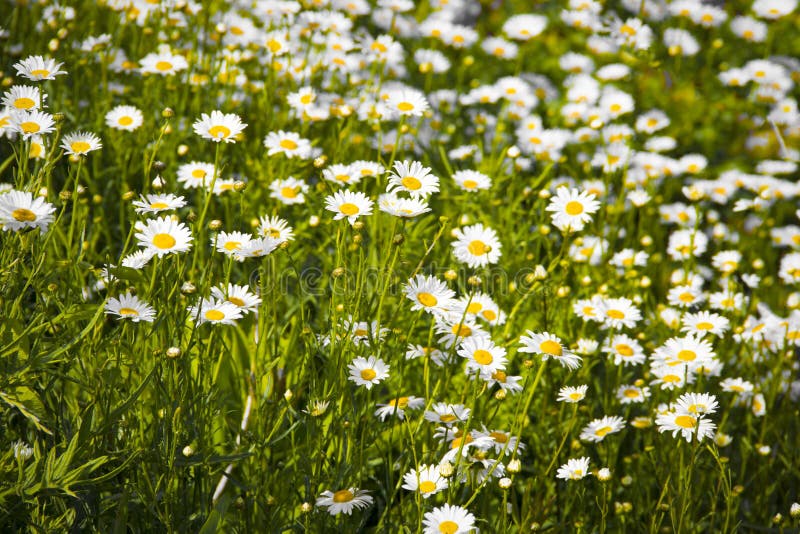 Daisy Flower Patch in a Field Stock Image Image of bloom, garden