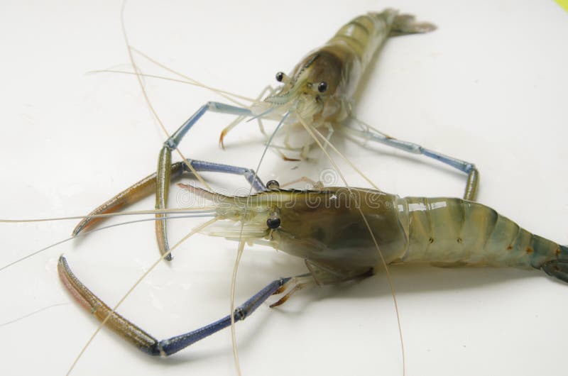 Two giant freshwater prawns close up stock image Two giant freshwater prawns close up stock image