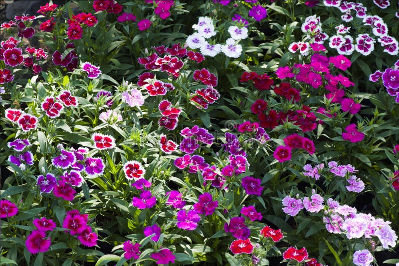 Picture, dianthus flower ,colourful beautiful in garden.