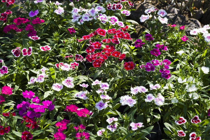 Picture, dianthus flower ,colourful beautiful in garden.