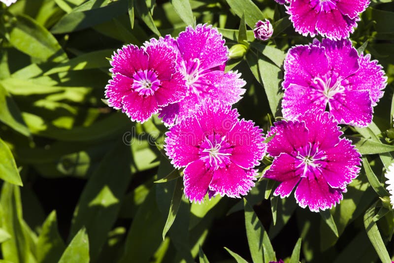 Picture, dianthus flower fuchsia,colourful beautiful in garden.