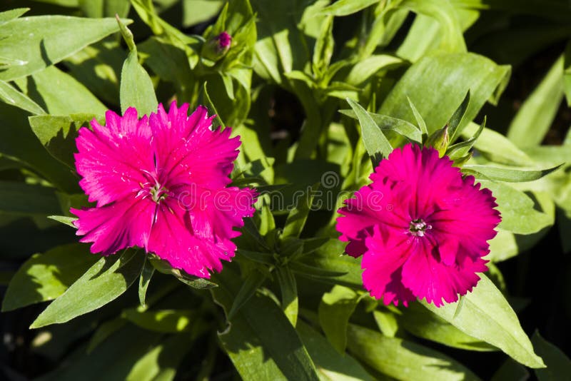 Picture, dianthus flower fuchsia,colourful beautiful in garden.