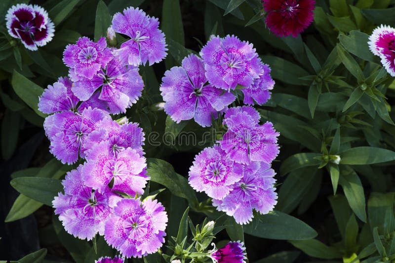 Picture, dianthus flower purple,colourful beautiful in garden.