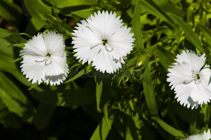 Picture, dianthus flower white,colourful beautiful in garden.