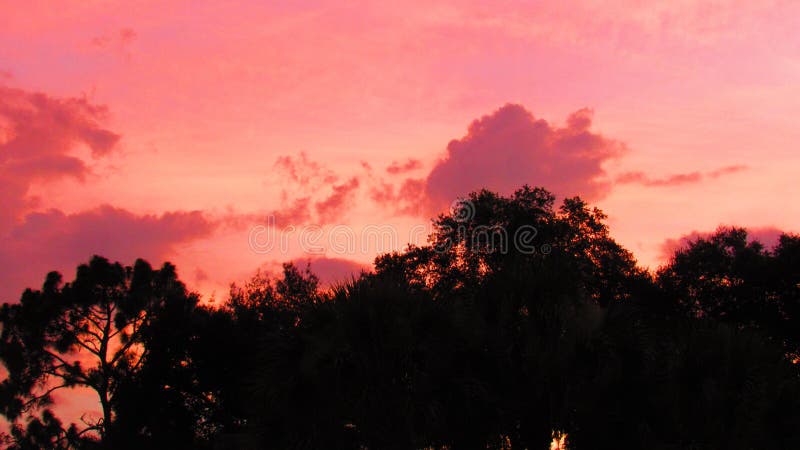 Sunset on the trees royalty free stock photography