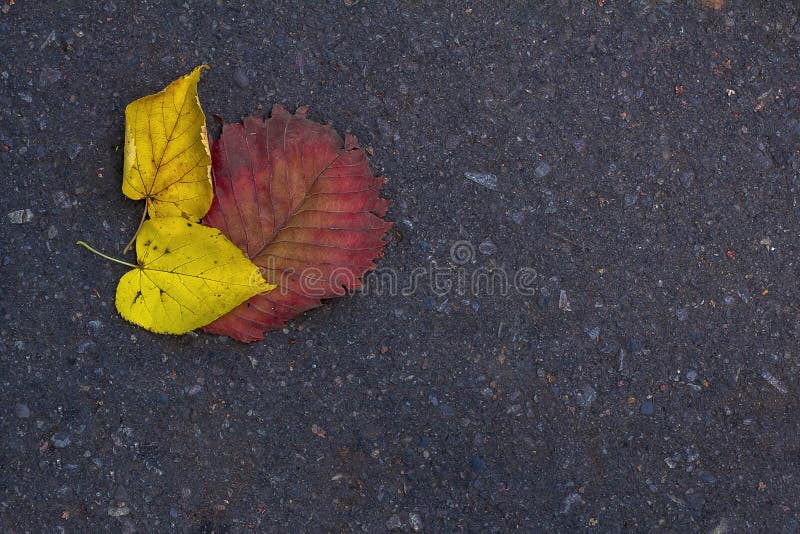 Picture of a dried leaf stock photos