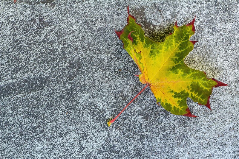 Picture of a dried leaf royalty free stock photography