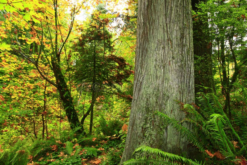 pacific northwest trees pacific northwest trees