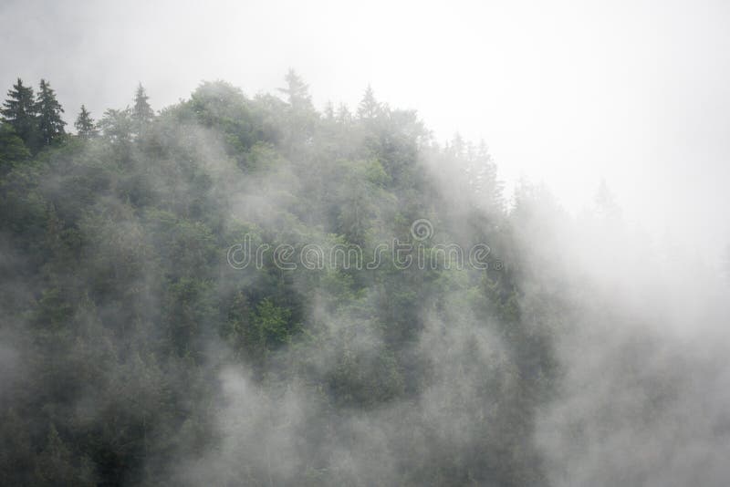Great fog forest stock images Great fog forest stock images