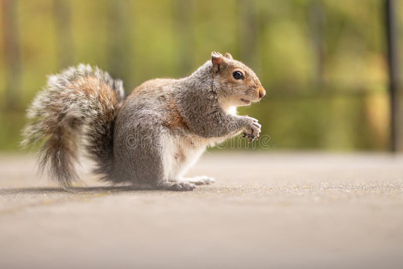 1,040 Feeding Squirrels Park Stock Photos - Free & Royalty-Free Stock Photos from Dreamstime 1,040 Feeding Squirrels Park Stock Photos - Free & Royalty-Free Stock Photos from Dreamstime