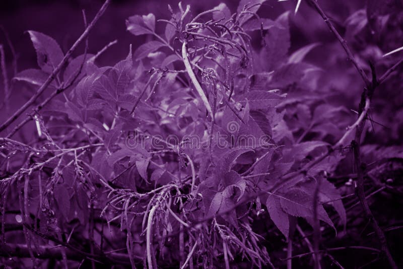 Aesthetic Dark Purple Wallpaper Stock Photo - Image of fields, wallpaper:  167336342