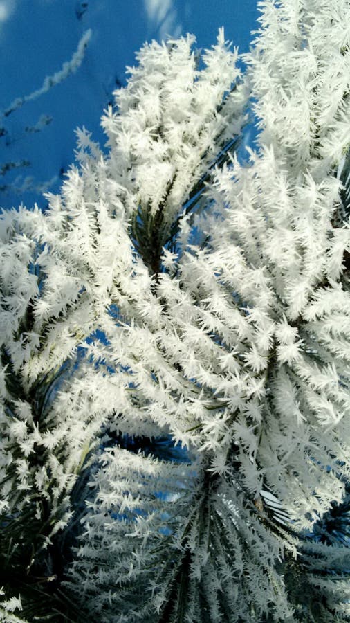 Frost on pine stock photography Frost on pine stock photography