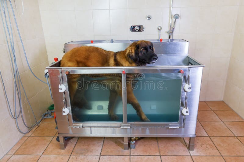 dog hydrotherapy pool for sale