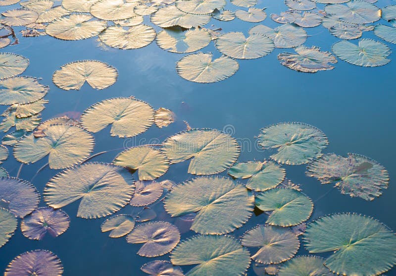 Picture of a lotus leaf tree on the water surface royalty free stock photography