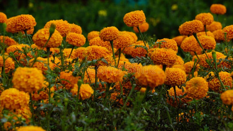 Marigold Flowers in Araku Valley Stock Image - Image of botanical ...
