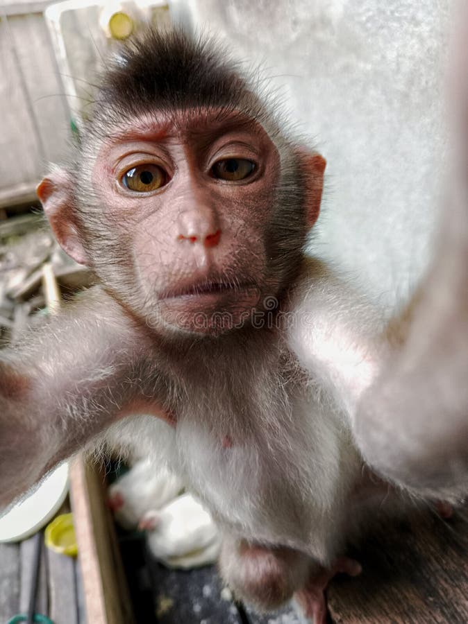 Monkey Selfie in Forest stock image. Image of nature - 195189403