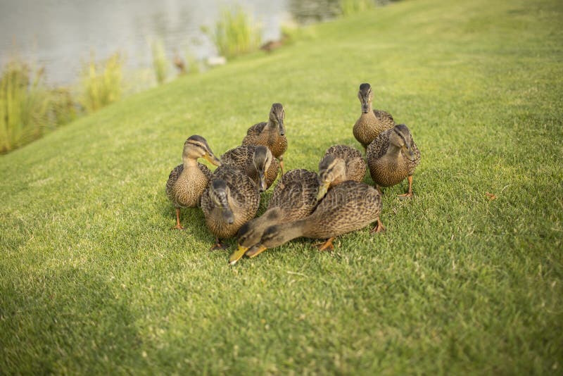 Picture of nine wild dicks on green grass nibble it together. Eating plants outside on meadow or in park. Beautiful