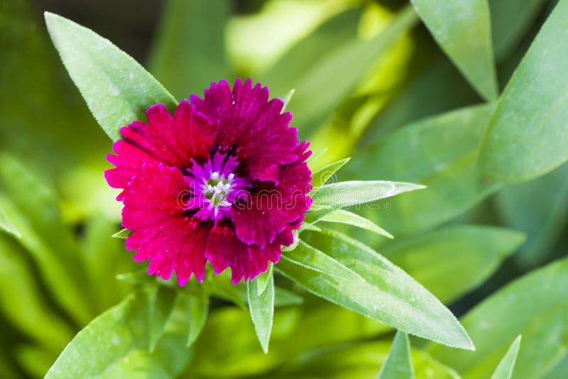 Picture, one dianthus flower red,colourful beautiful in garden.