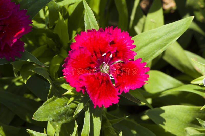 Picture, one dianthus flower red,colourful beautiful in garden.