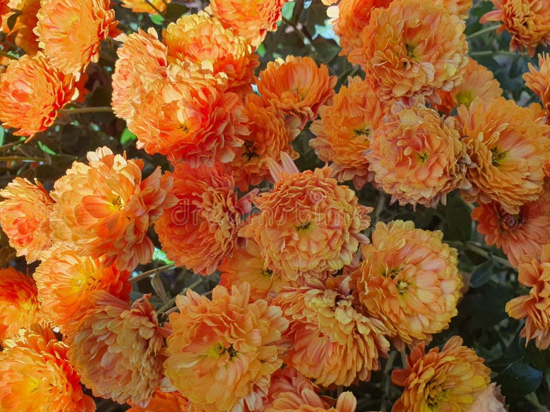 Orange Flower. Winter Flowers Stock Photo - Image of autumn, herb ...