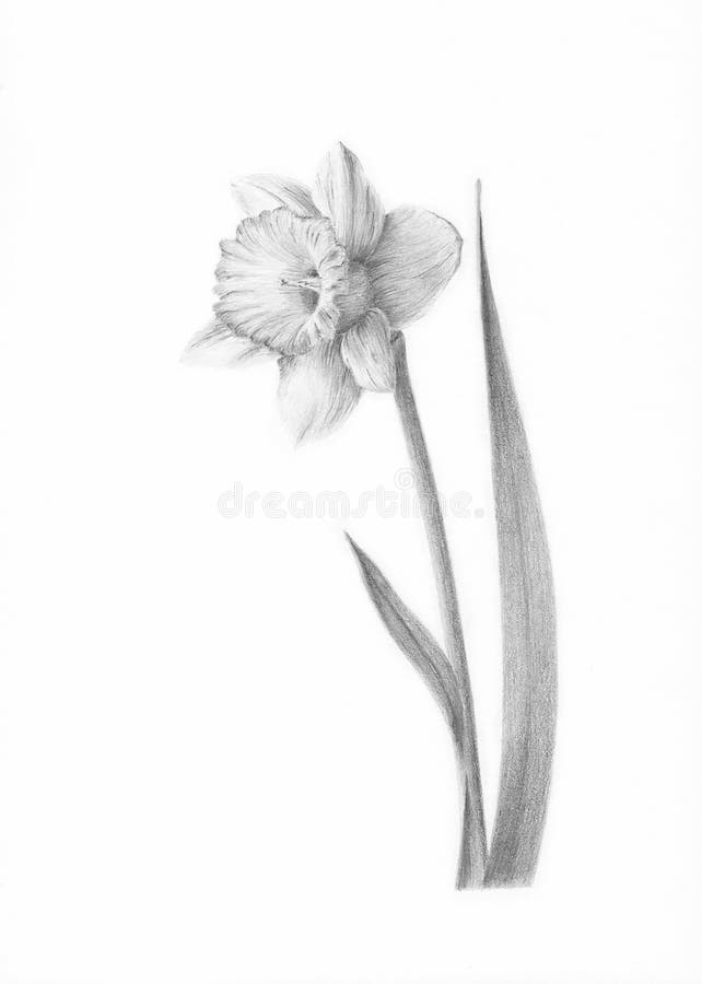 Picture Painting Picture pencil Painting graphic Painting black and white Drawing Narcissus flower Daffodil royalty free stock image Picture Painting Picture pencil Painting graphic Painting black and white Drawing Narcissus flower Daffodil royalty free stock image