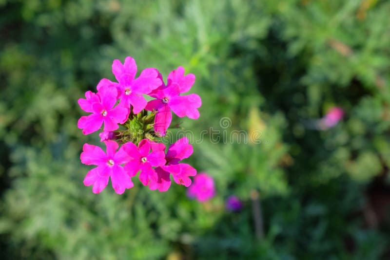 Pink colored attractive flowers in the garden with green leaves in the background royalty free stock photos Pink colored attractive flowers in the garden with green leaves in the background royalty free stock photos