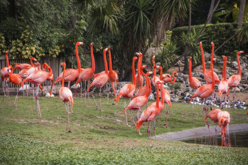 pink flamingo lawn pink flamingo lawn
