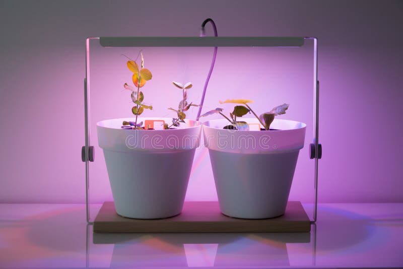 Plants Under a Lamp with Artificial Sunlight Stock Photo Image of fresh, lavender 246749412