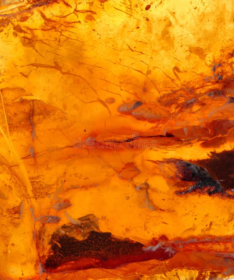 Baltic amber, resin segments, fossil millions of years. Baltic amber, resin segments, fossil millions of years