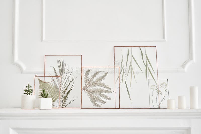 Picture of real plants between the glasses. Natural decorative elements for home decoration: herbarium in a framework on royalty free stock photography Picture of real plants between the glasses. Natural decorative elements for home decoration: herbarium in a framework on royalty free stock photography