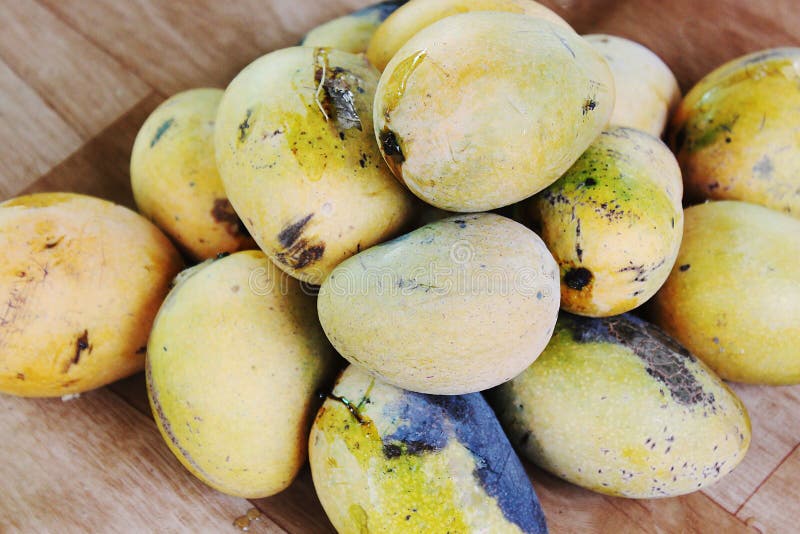 hand holding rotten mango. rotten mango 20491507 Stock Photo at Vecteezy