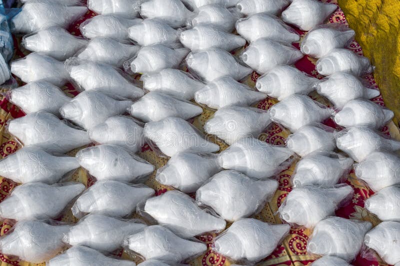 This picture showcases beautifully arranged white conch shells neatly wrapped in plastic stock images