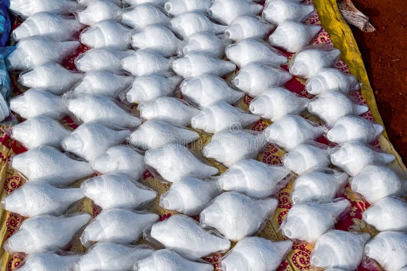 This picture showcases beautifully arranged white conch shells neatly wrapped in plastic royalty free stock image
