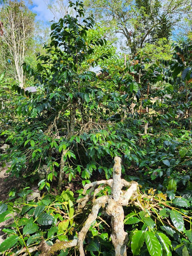 Coffee Arabika in North Aceh District, Aceh Province, Indonesia