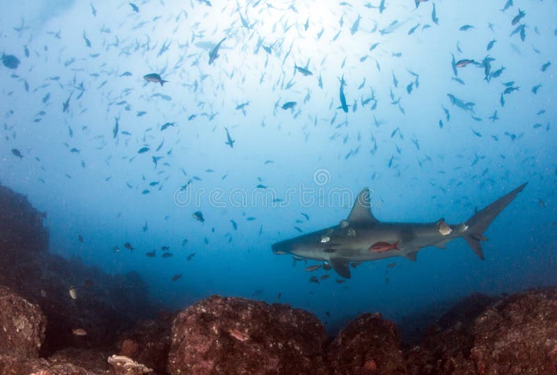 Hammerhead Shark at Cocos Island, Costa Rica Stock Image - Image of ...