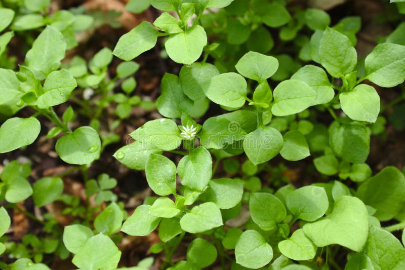 Many Chickweed in the Garden Stock Photo Image of media, plant 157133602