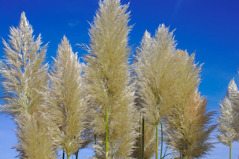 Pampas Grass in Front of the Blue Sky Stock Image Image of natural