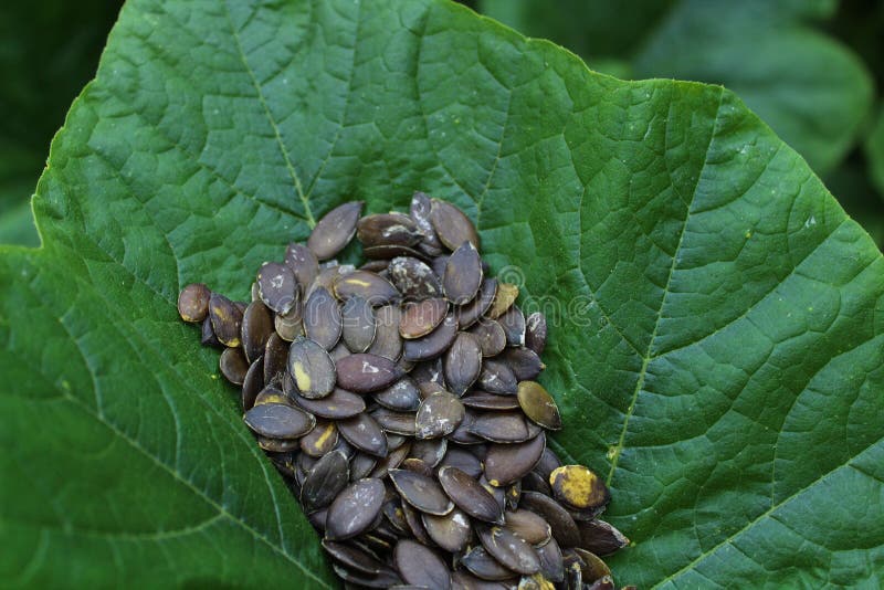 Pumpkin Seeds in a Pumpkin Leaf Stock Image Image of pumpkinseeds