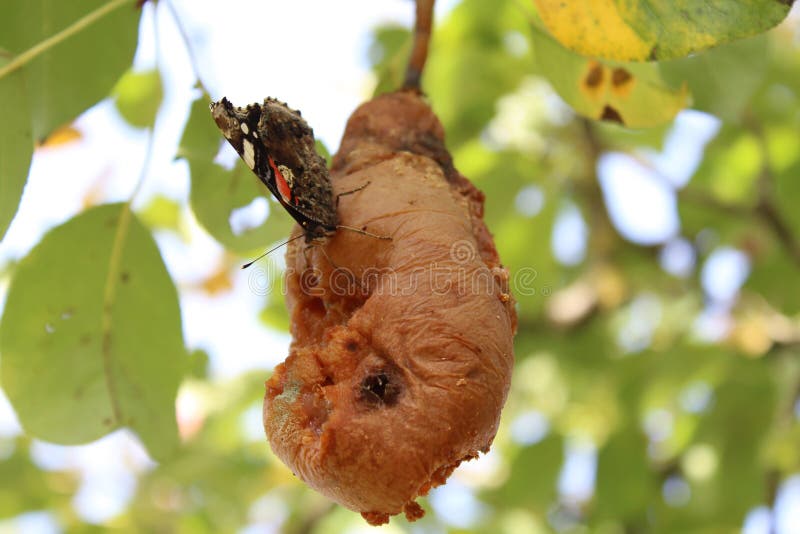 Red admiral on a rotten pear stock photos Red admiral on a rotten pear stock photos