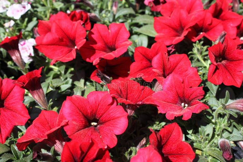 Red petunia in the garden stock photo. Image of botany - 180144404