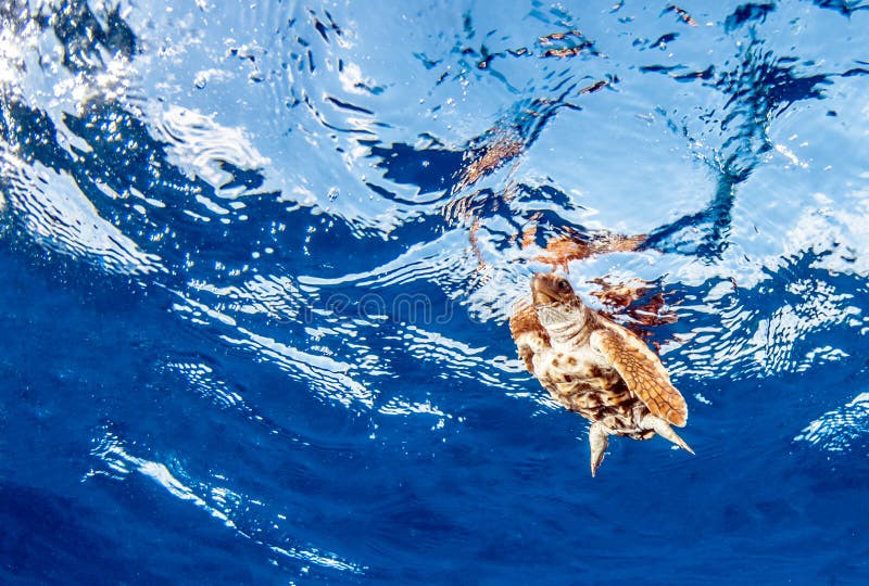 down in bermuda turtle island blue key down in bermuda turtle island blue key