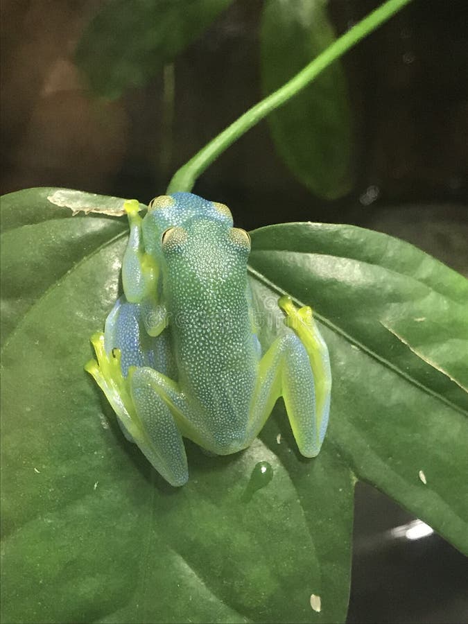 Frog Love Kiss stock image. Image of ecology, amphibian 3367301