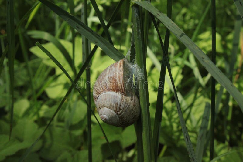 Vineyard Snail in the Forest Stock Image Image of animal, outside