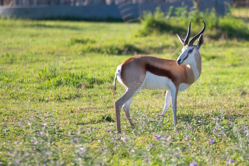 A springbok in the grass in the Addo Elephant National Park, near Port Elizabeth, South africa stock image A springbok in the grass in the Addo Elephant National Park, near Port Elizabeth, South africa stock image