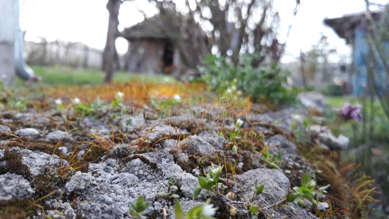 Stones with moss landscape stock photos