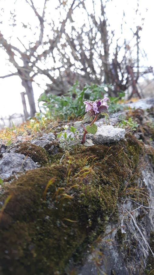 Stones with moss landscape royalty free stock image