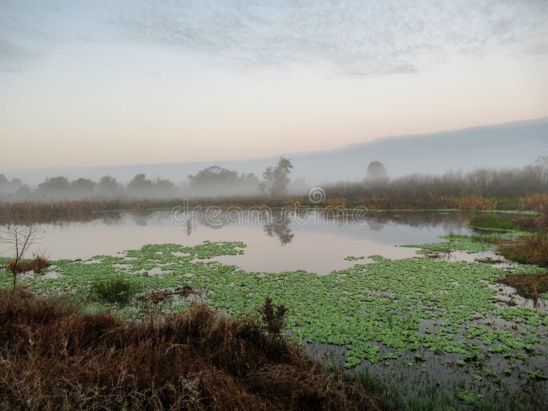 Foggy morning in the swamp stock photos Foggy morning in the swamp stock photos