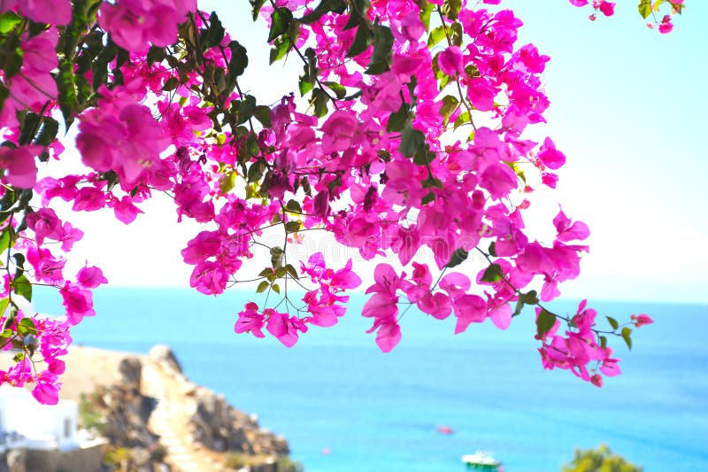 Beach view from a window. Mykonos, Greece. Purple bougainvillea .